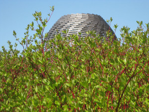dome met struik